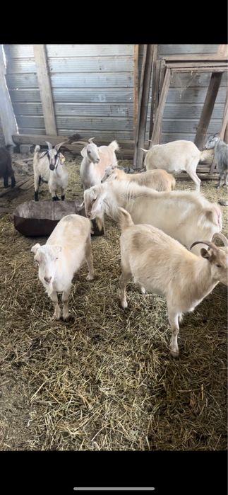Продам коз не дойные
