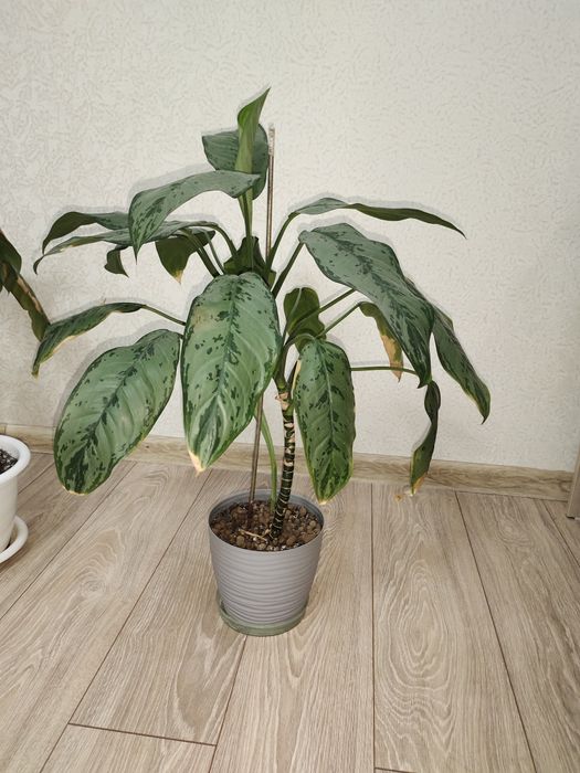 Продам комнатные цветы Аглаонема


+1
Аглаонема 


+1
Аглаонема 


+1