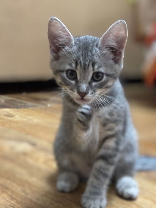 Отдам бесплатно девочку