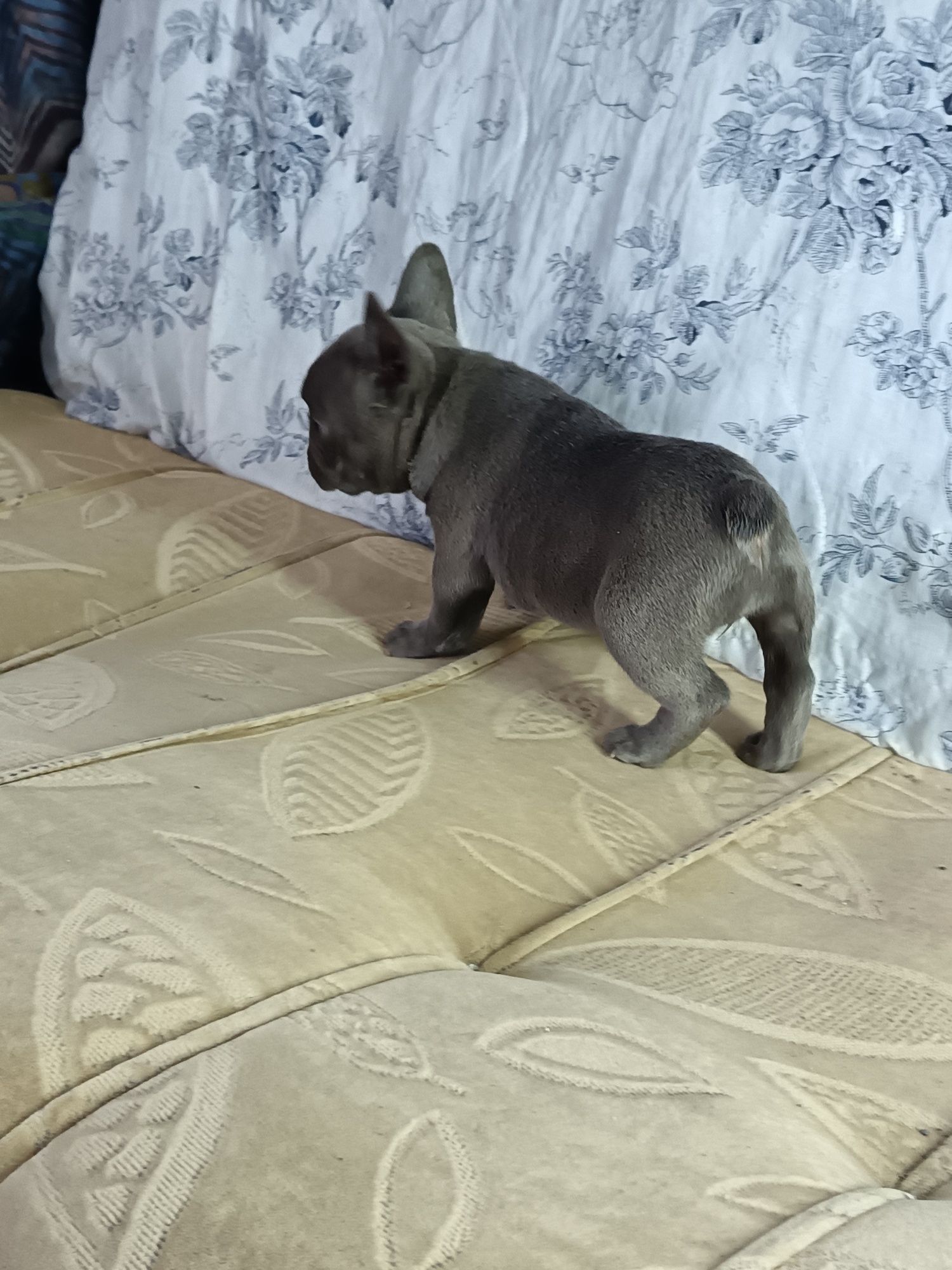 Френски булдог женско