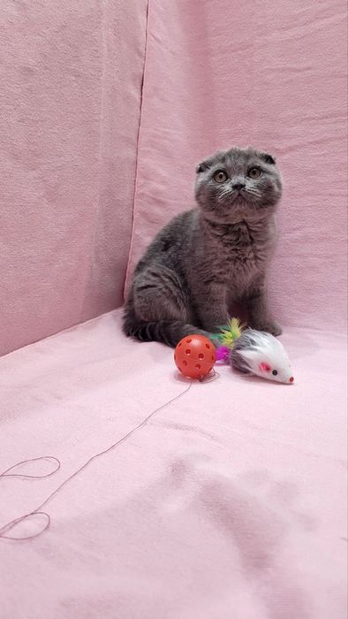 Scottish fold blue