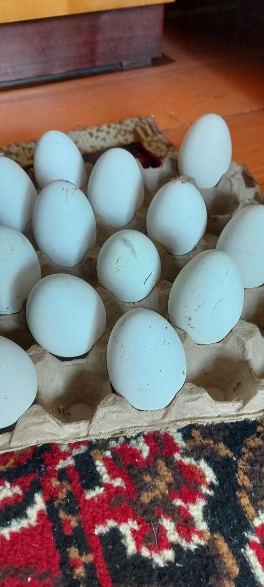 Продам гусинные яйца