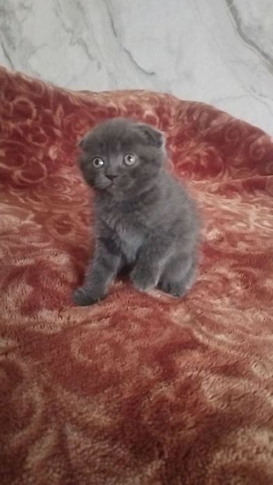 Скотш фолд девочка 1,5 м . мушукча фолд 1,5 ойли