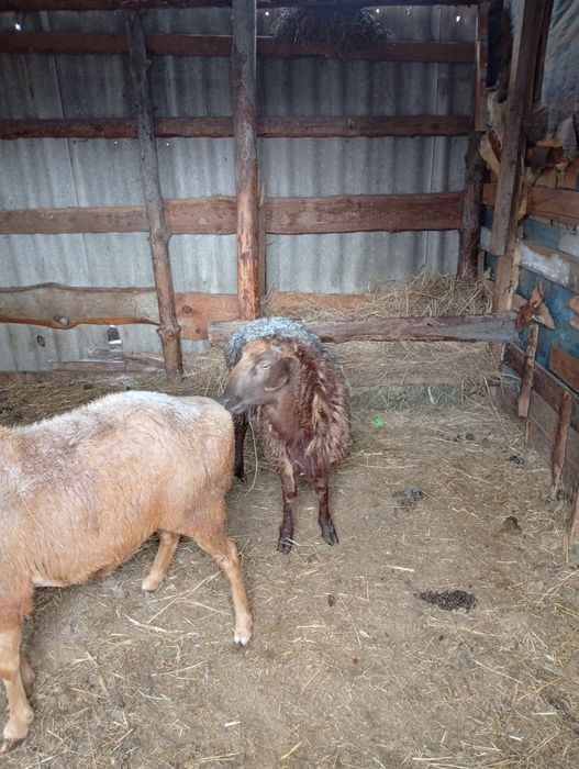 Продам барана Кошкар