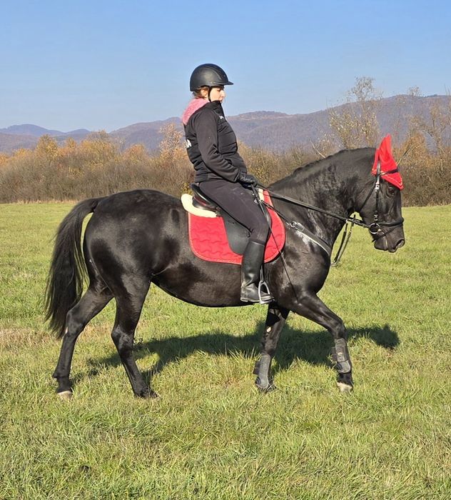 Cai de Sport Lipițan, KWPN