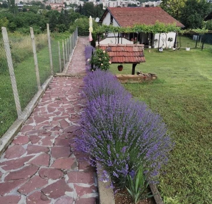 Лавандула разсад за декорация