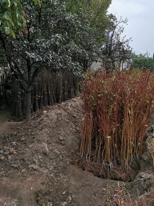 Овощни   дръвчета