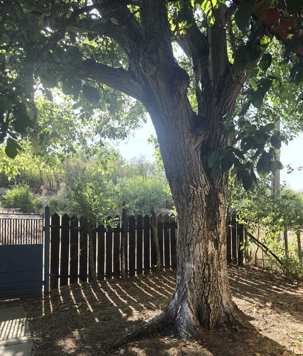 Vand lemn de nuc brut netaiat