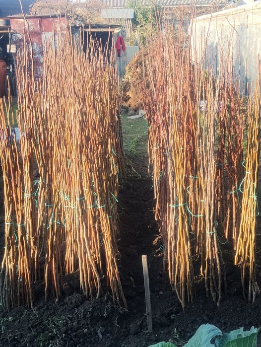 Pomi fructiferi diferite soiuri