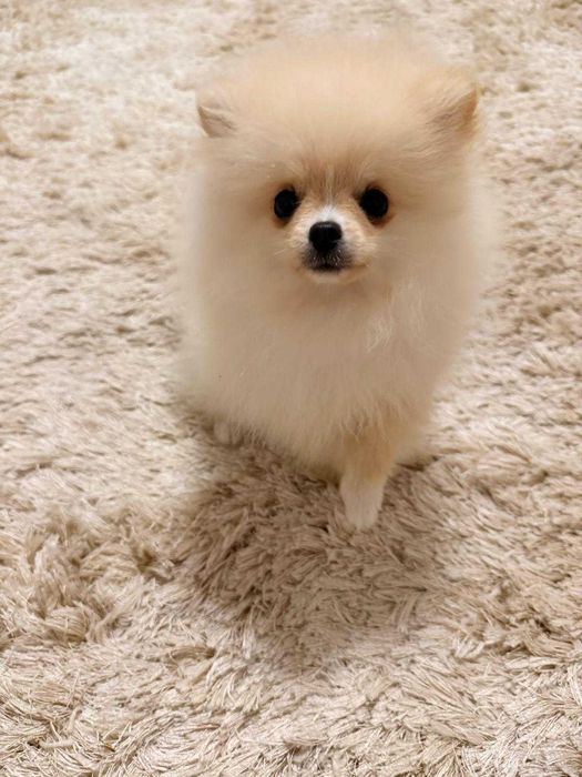 Pomeranian toy superb cu pedigree, poze reale!