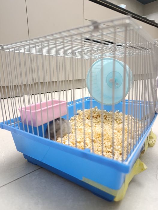 Хомяк джунгарский