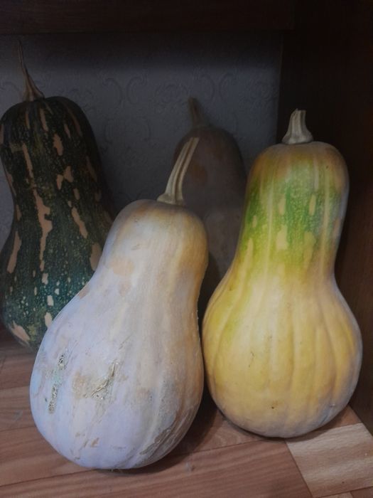 Продам тыкву сладкую мясистую