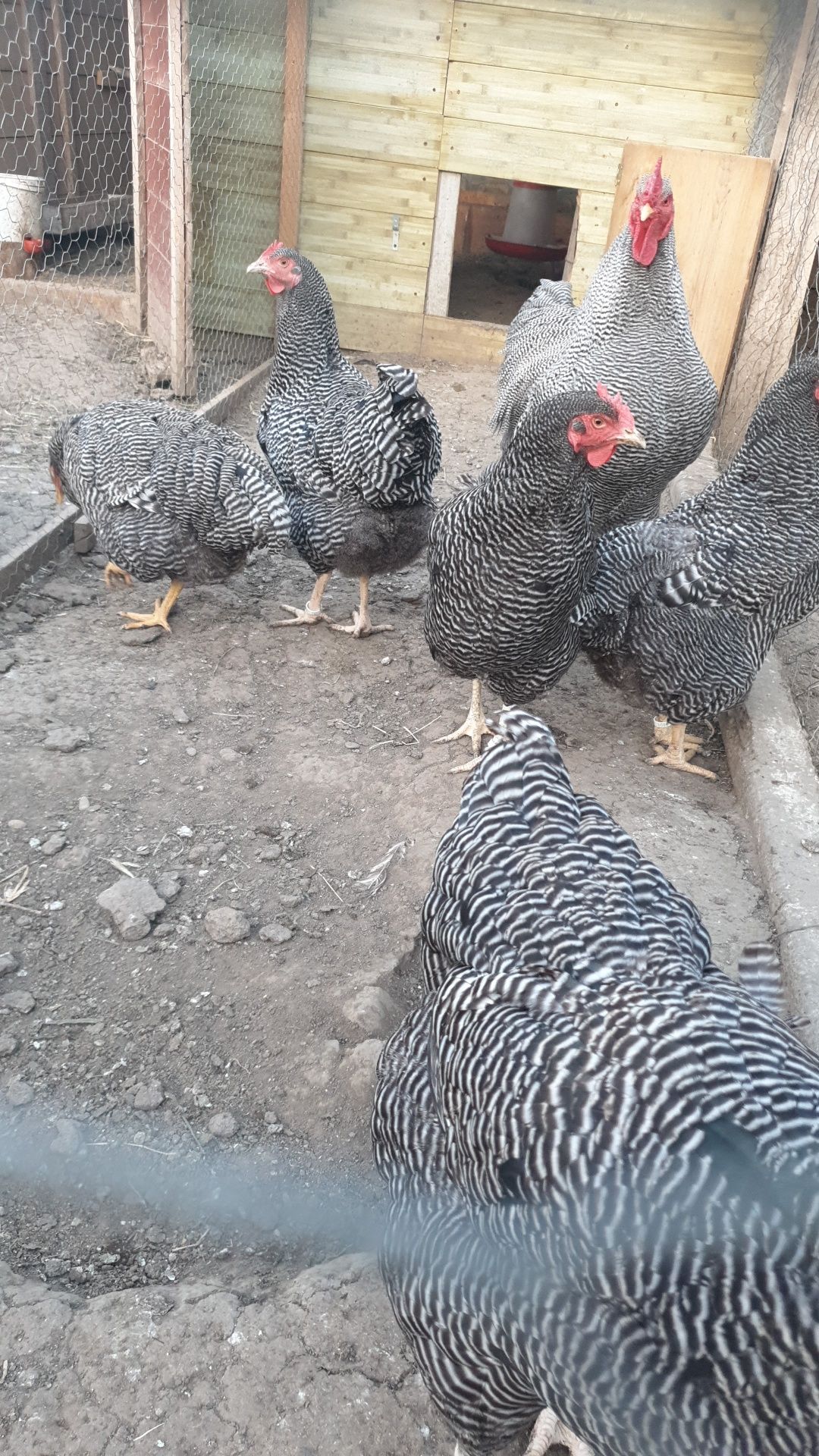 Pui australorp wyandote si playmont