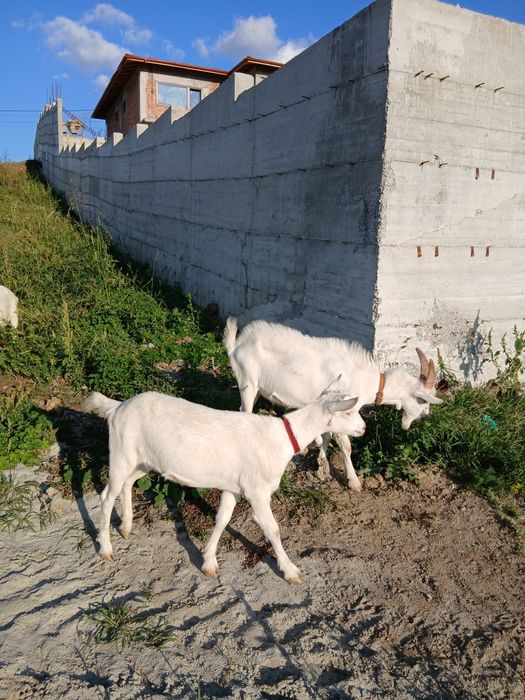 Vând iedițe rasa sanen