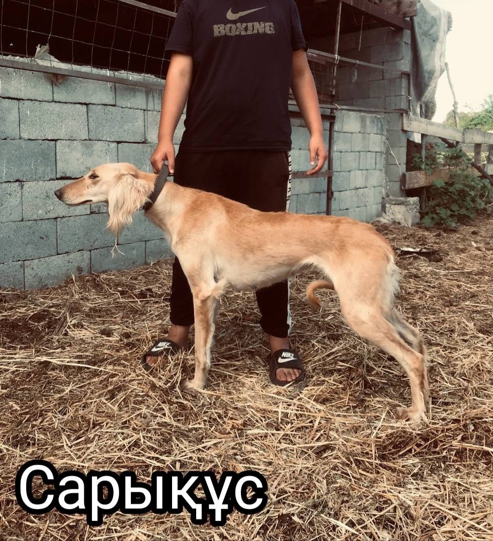 Тазы кушік щенки тазы сатылады