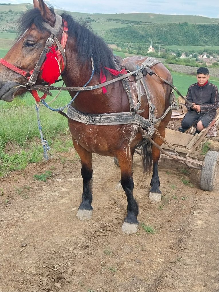 Vând sau schimb cu taurasi iapa de 6 ani cu mânz de o luna si montata