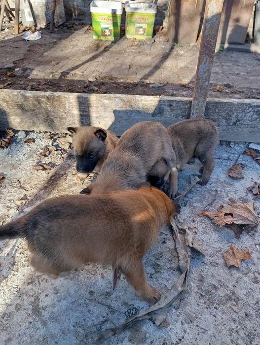 Белгийски овчарки