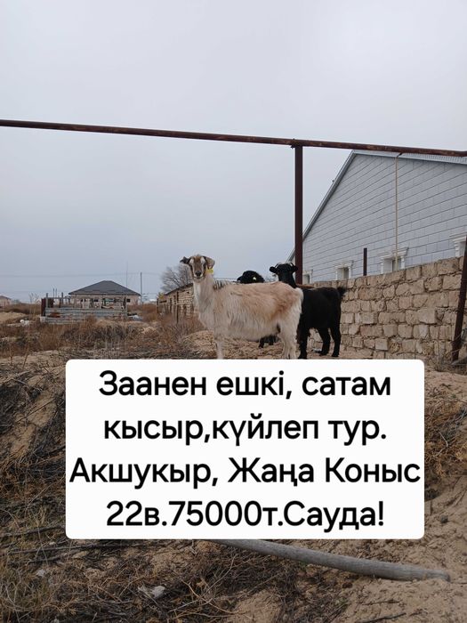 Козы/Сельхоз животные