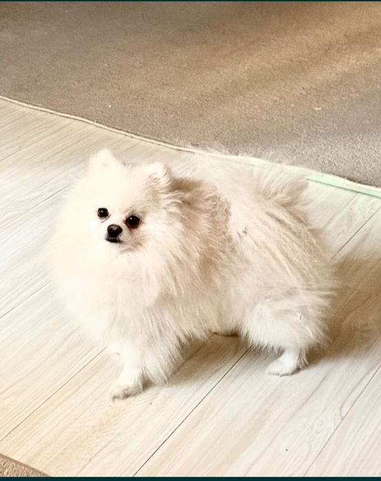 Померанский шпиц тип -baby-face