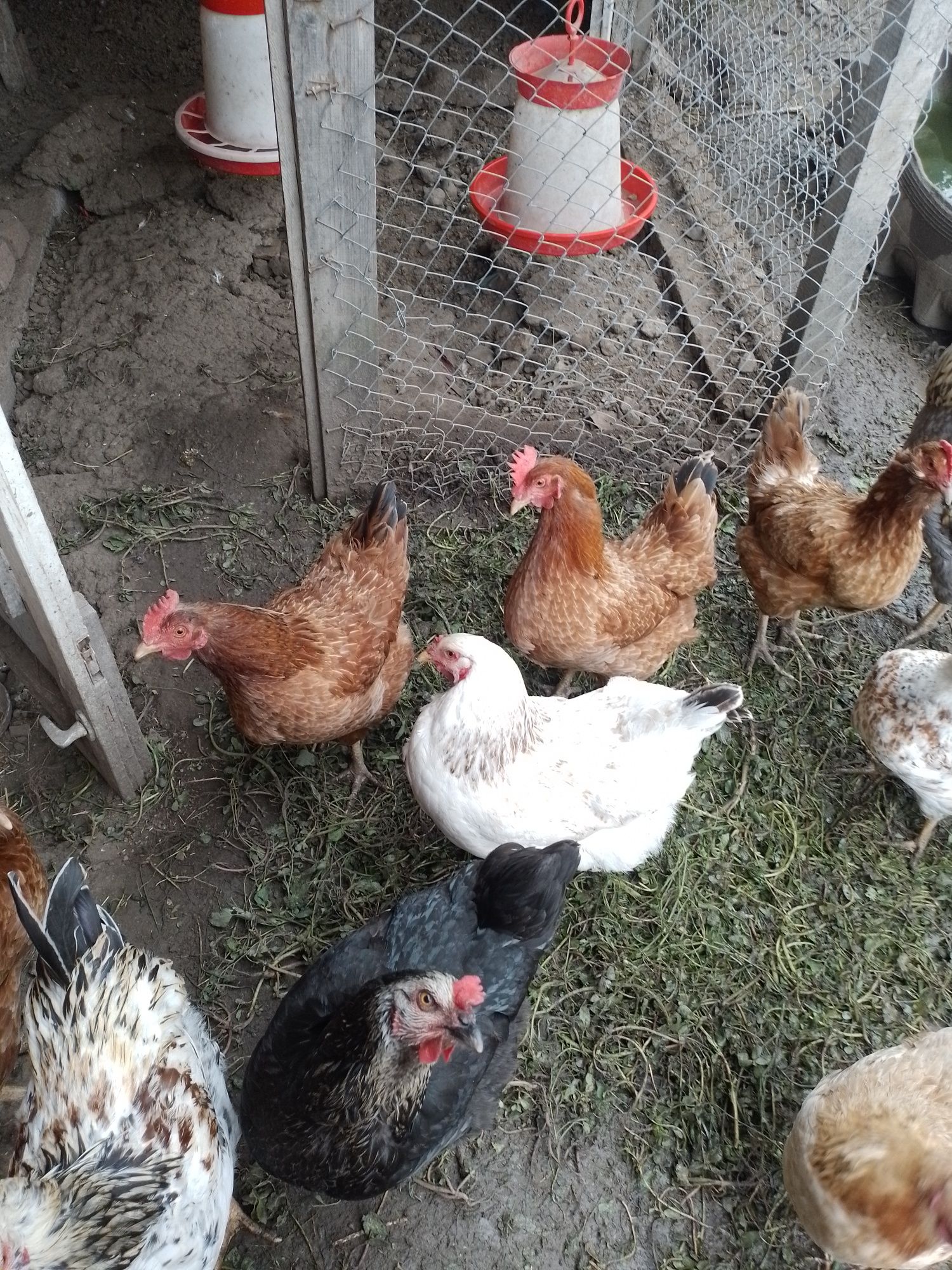 Домашни яйца от свободни кокошки