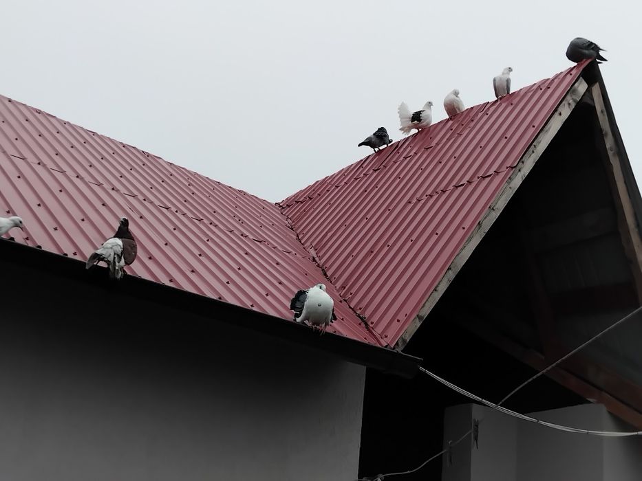 Porumbei  de vanzare doar impreuna