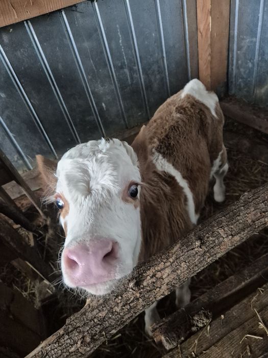 Vând patru vitele de ținut