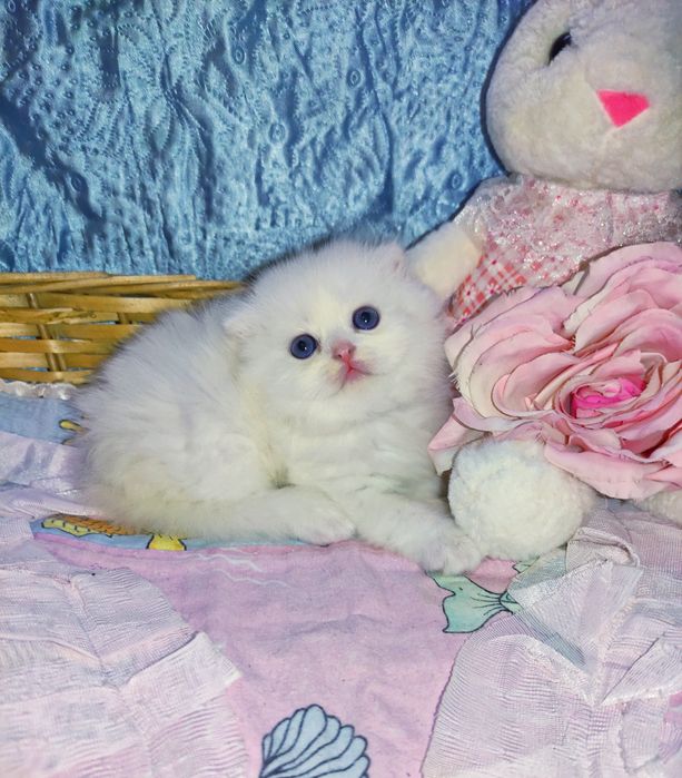 Продается шикарный белоснежный котенок мальчик