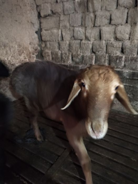 Qo'chqorlar bor, bozordan arzon