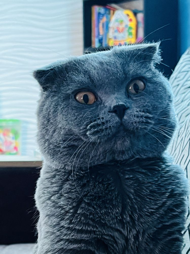 Скотич фолд ищем невесту