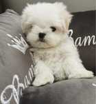 Bichon Maltez Talie Mica