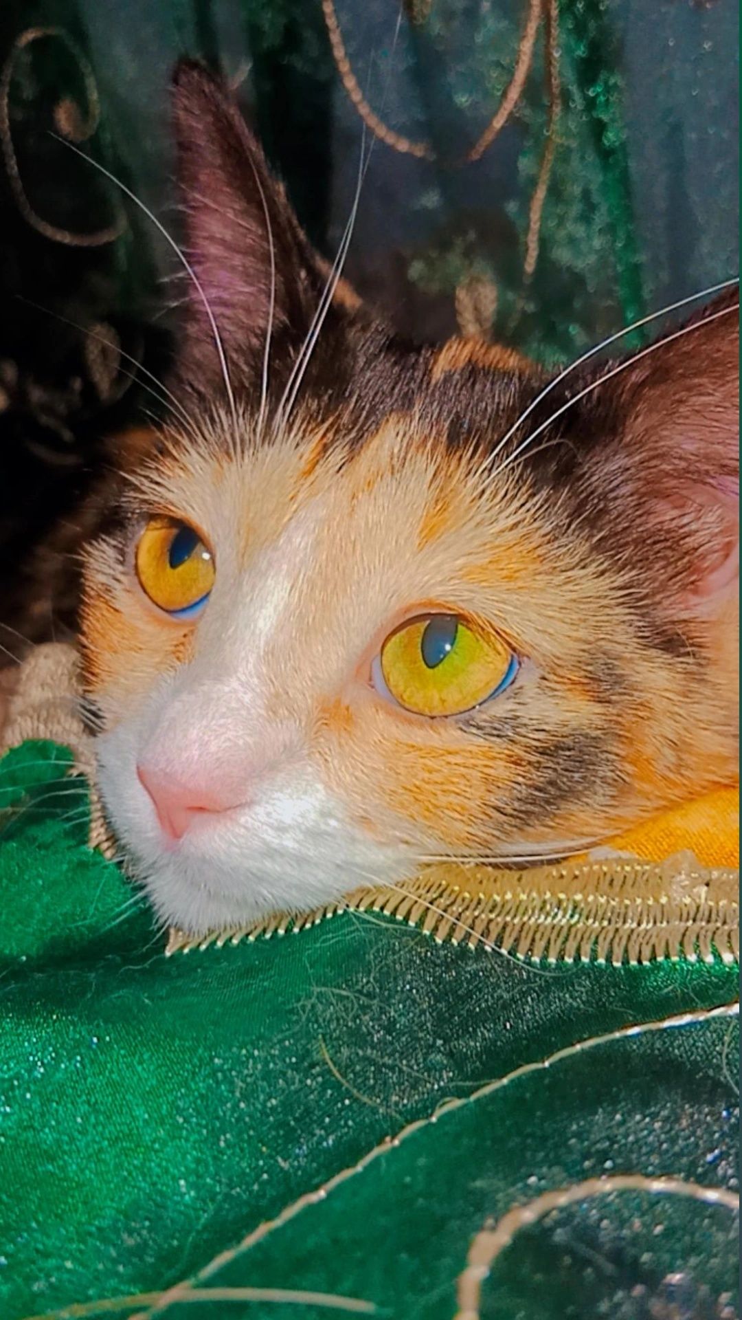 Котёночек ищет хозяина