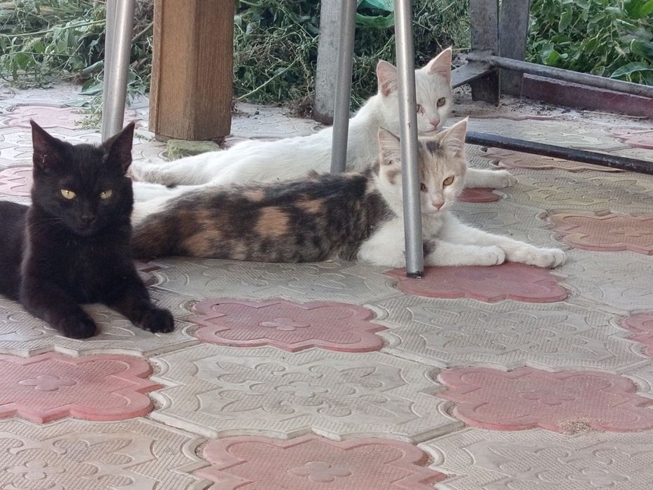 Котята бесплатно