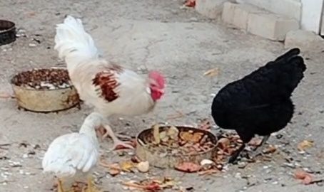 Продаётся петух и курица.