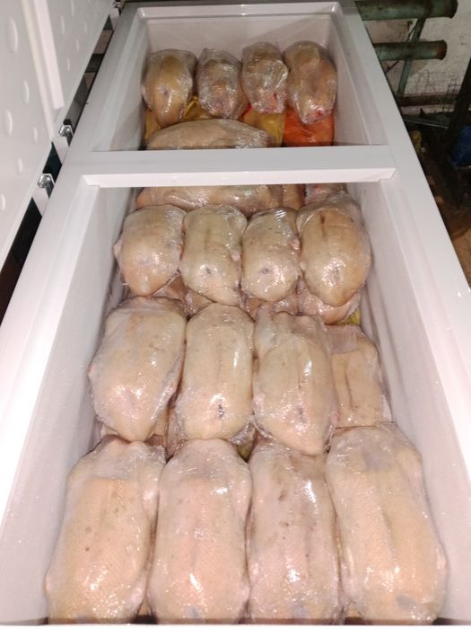 Продам мясо гусей тушками 2500