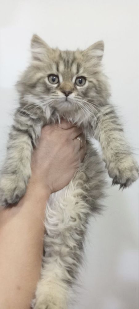 Шиншиллы! Котята!