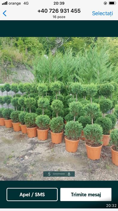 Plante ornamentale diverse preț accesibil