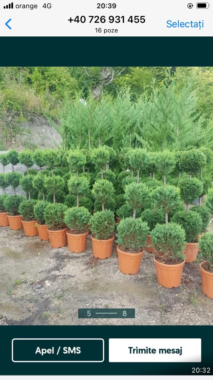 Plante ornamentale diverse preț accesibil