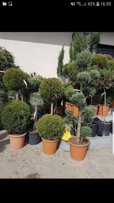 Vand tuia smarald spirale pon pon magnolia gazon rulou pt det sunați