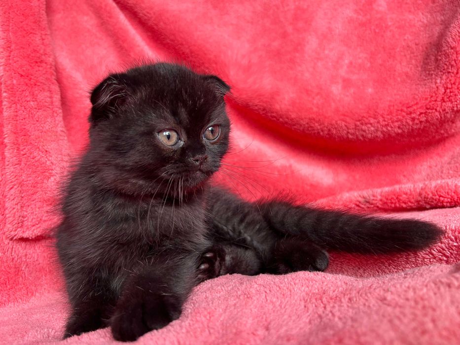 Motănel Scottish Fold, culoare ciocolată neagră, poze reale, Pedigree