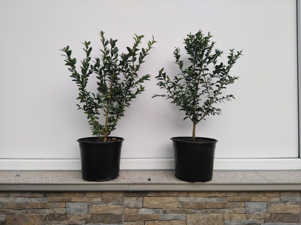 Puiet gard viu (buxus)