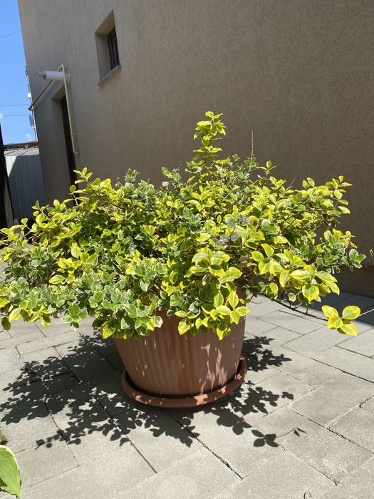 Buturugă din lemn de Fag ;Ghiveci mare Salbă argintie;;nuferi;glicină