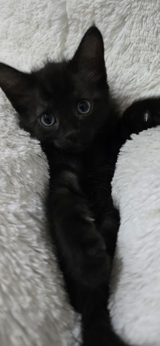 Отдам котёнка в добрые руки