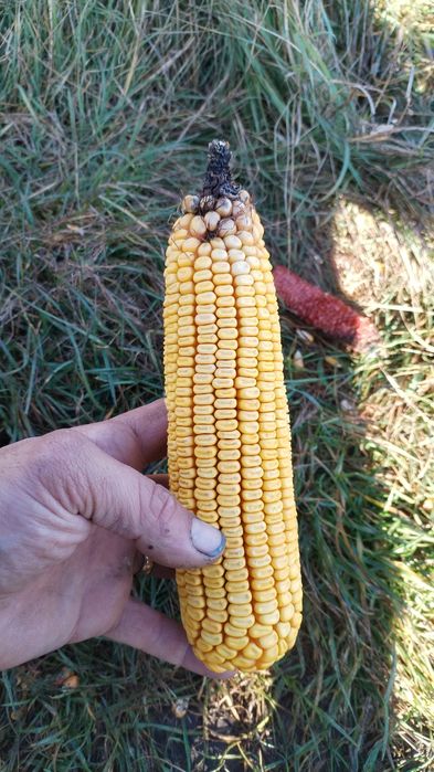 porumb boabe 1,10 leu