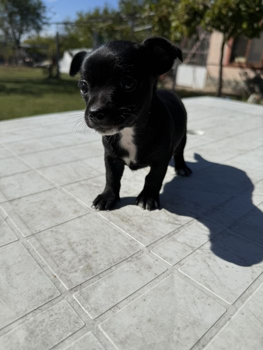 Чиху пинчер момченце