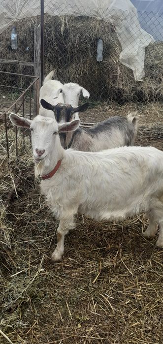 Vand capre bune de lapte tinere