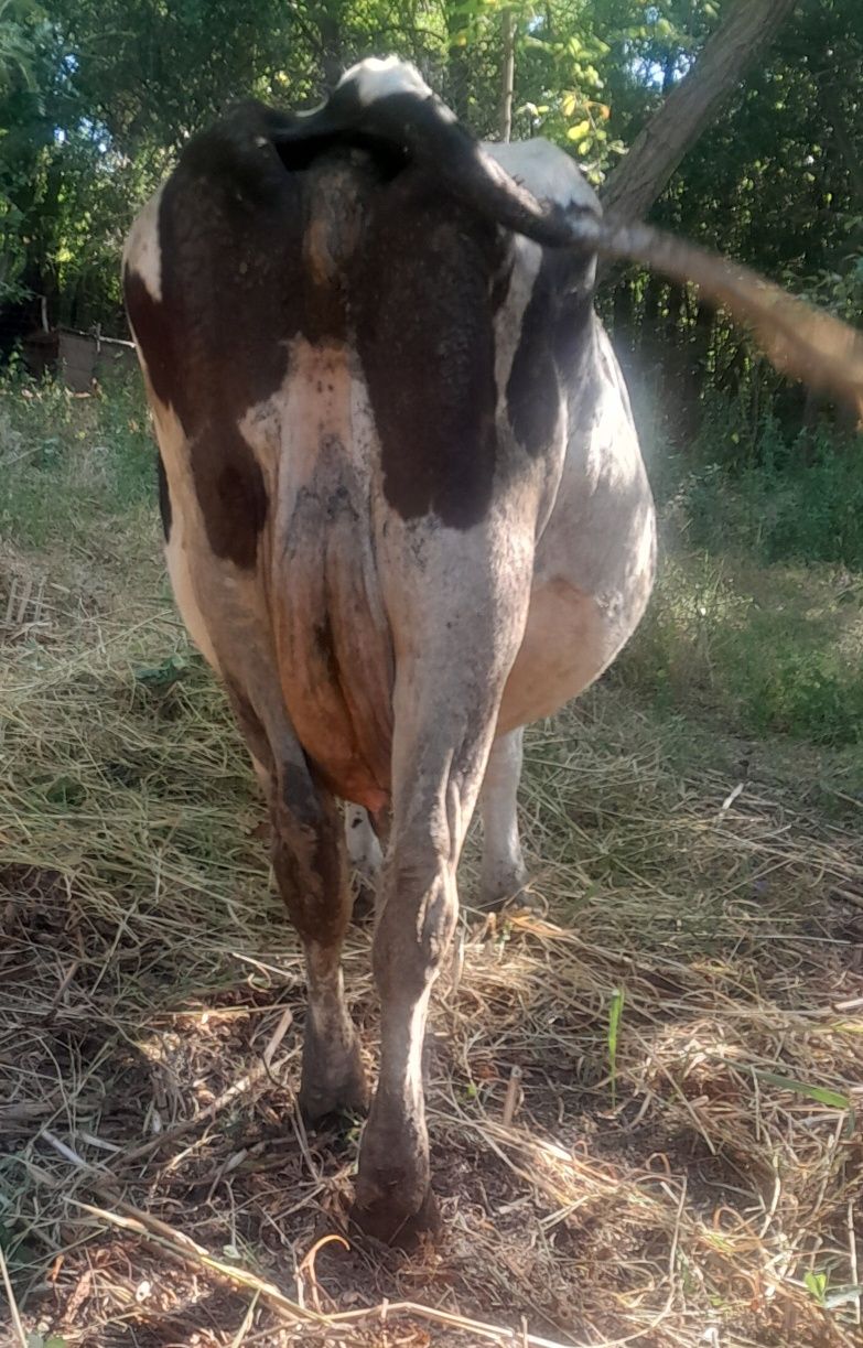 Vând vacă de abator