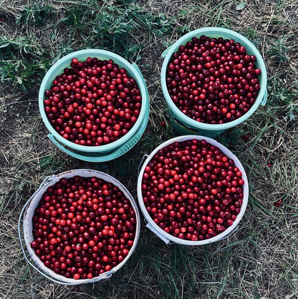Продам вишню, вишня