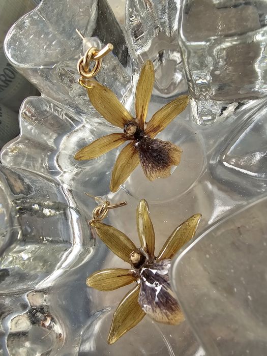 Обеци с естествен цвят на орхидея Камбрия.

Естествен цвят на орхидея