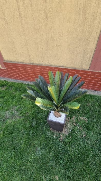 Palmieri artificiali