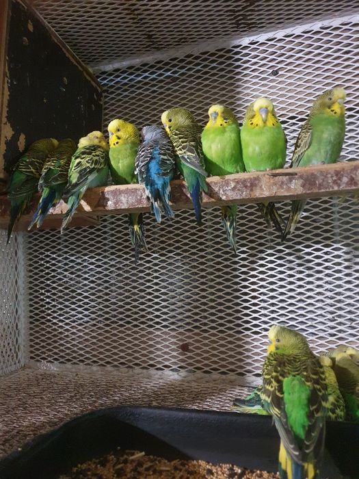 Papagali kakariki, perusi